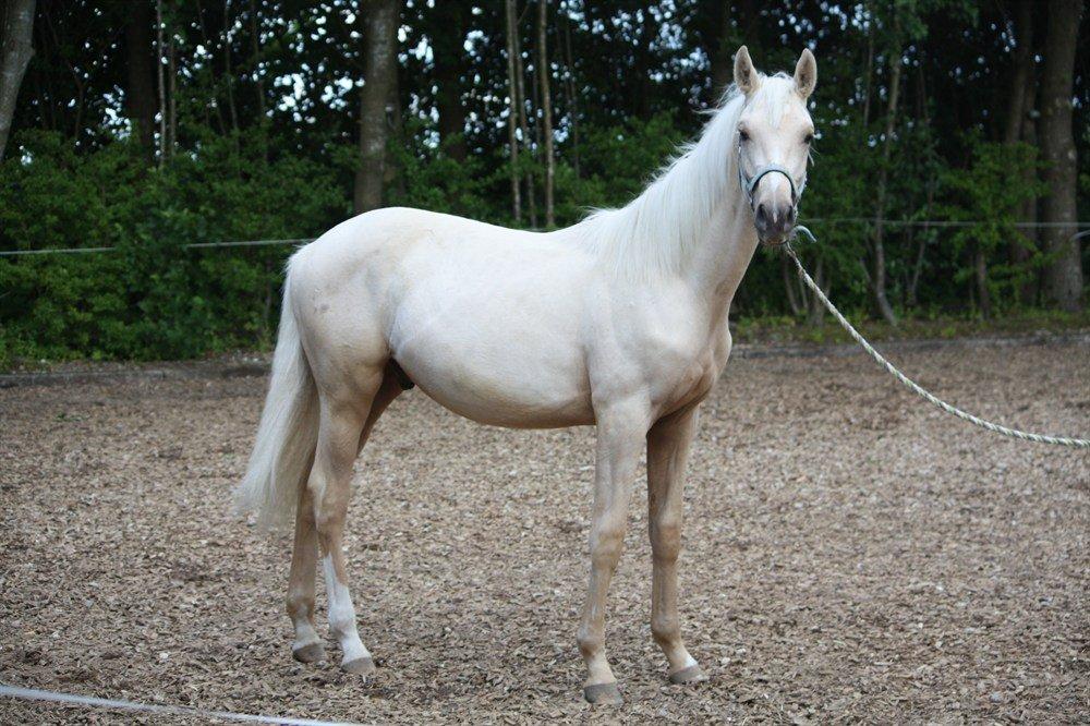 Palomino Rahbæks Noble Cortino R.I.P billede 9