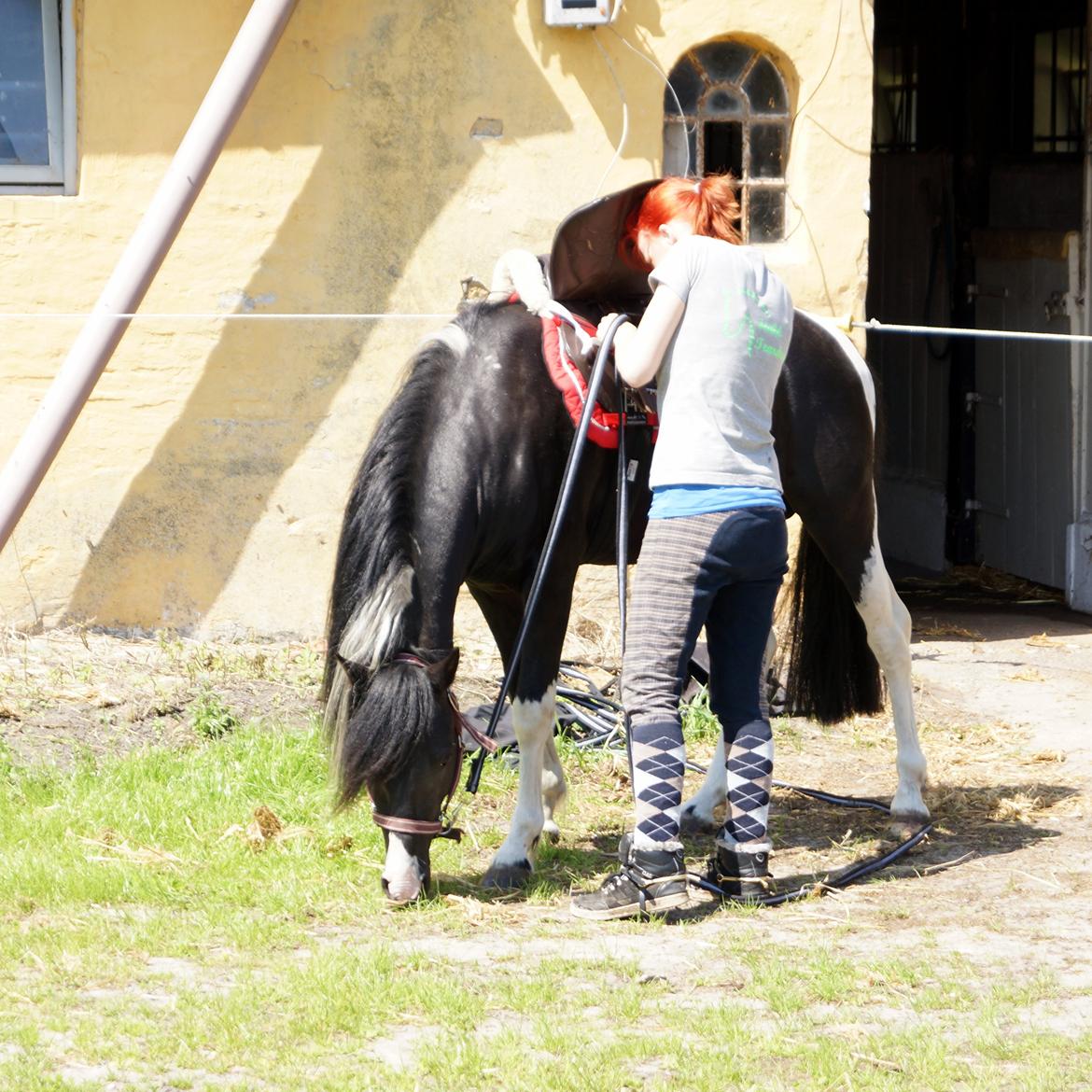 Pinto Piilgaardens Lamborghini <3 * HINGST * billede 15