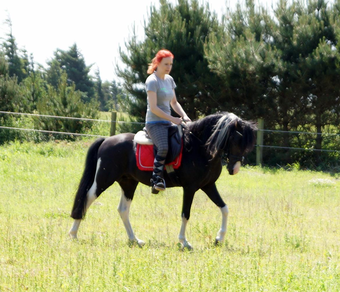 Pinto Piilgaardens Lamborghini <3 * HINGST * billede 16