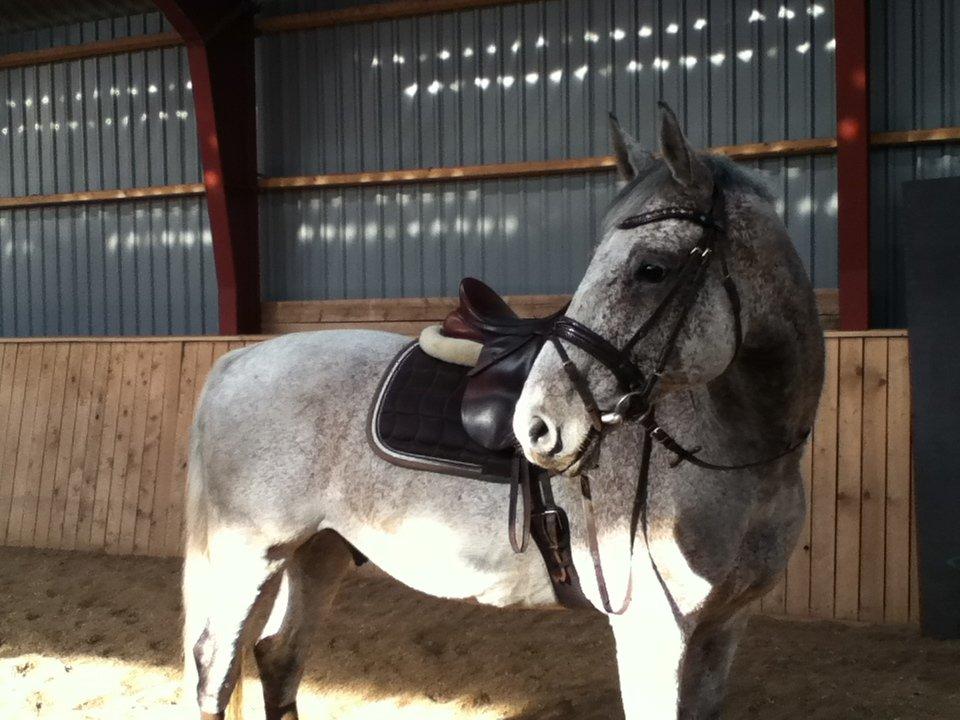 Holstener Caprillio - 2# Søde Caprillio efter træning <3. billede 2