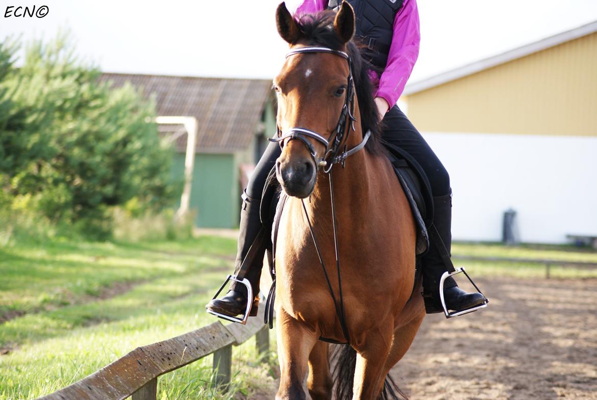 DSP Snorgaardens Monty - Sommer 2013 (Foto: ECN©) billede 6