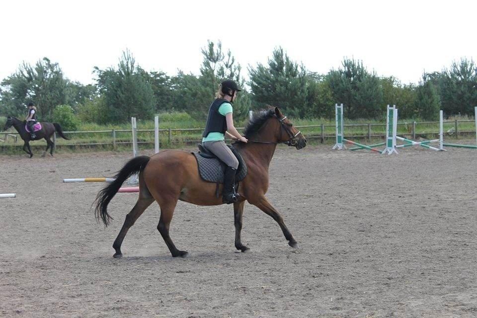 DSP Snorgaardens Monty - Sommer 2013 (foto: IKJ©) billede 5