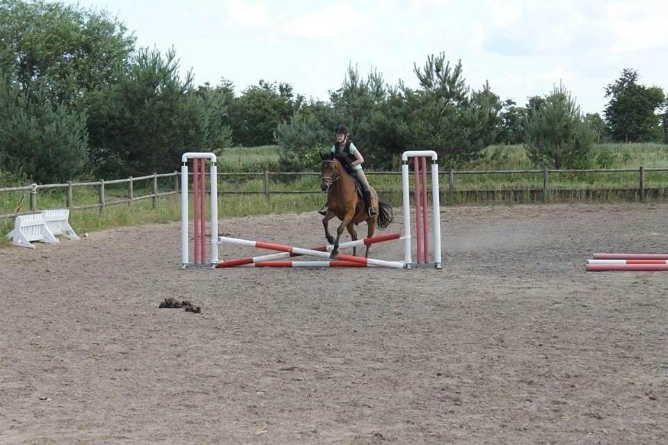 DSP Snorgaardens Monty - Sommer 2013 (Foto: IKJ©) billede 7