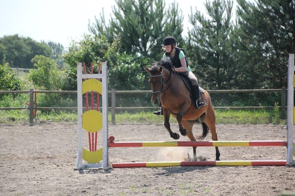 DSP Snorgaardens Monty - Sommer 2013 (foto: Liv) billede 1