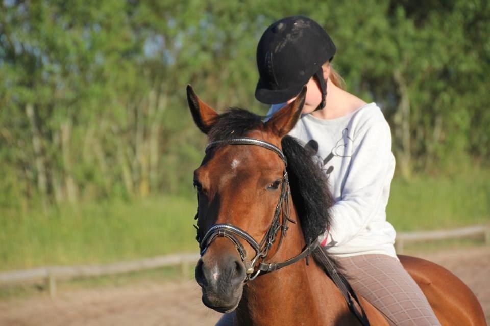 DSP Snorgaardens Monty - Sommer 2013 (Foto: IKJ©) billede 4