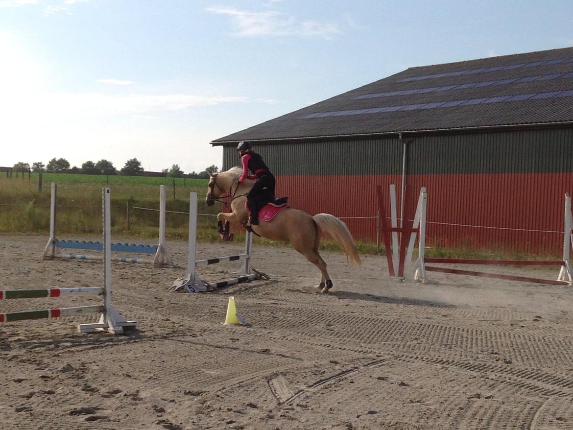 Palomino Pineappel billede 12