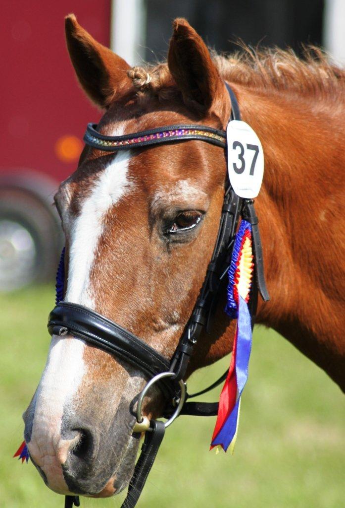 New Forest Folehaves Nathali * klubmester i spring 2013* - Gørlev 2013 billede 17