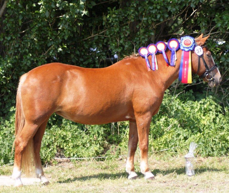 New Forest Folehaves Nathali * klubmester i spring 2013* - min præmie pony<3 Gørlev hesteskue 2013 billede 3