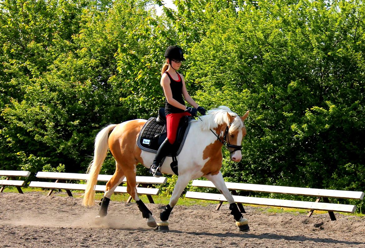 Pinto SHE DE LUXE HØJGÅRD [Tidl. låne hest] - Hun er bare en skøn lille pony!! - Foto Kristine Bojsen billede 1