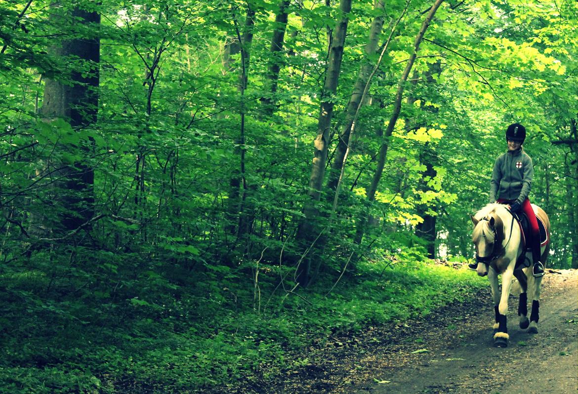 Pinto SHE DE LUXE HØJGÅRD [Tidl. låne hest] - Hyggelig tur i skoven! - Foto Caroline Lestrøm billede 7