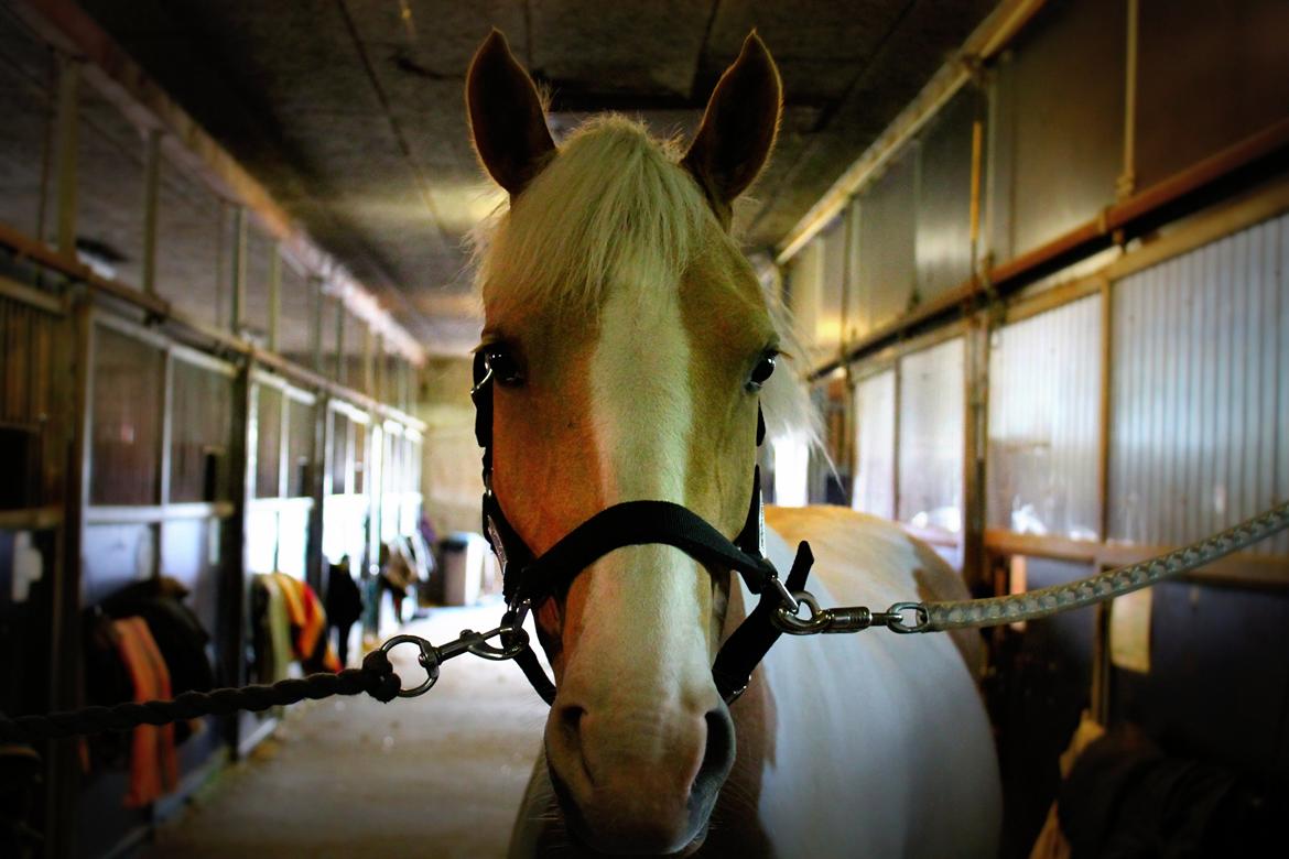Pinto SHE DE LUXE HØJGÅRD [Tidl. låne hest] - Så skal der strigles - Foto mig billede 6