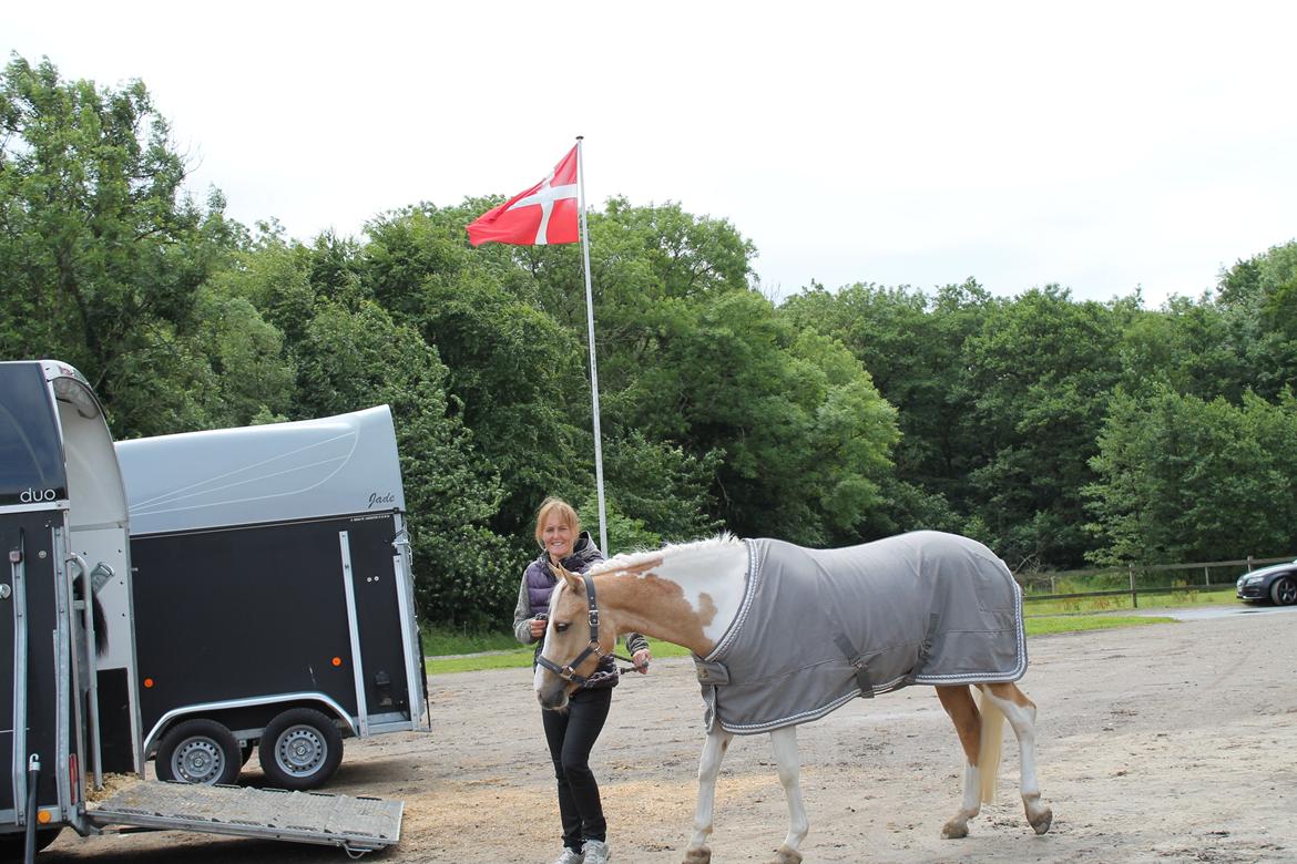 Pinto SHE DE LUXE HØJGÅRD [Tidl. låne hest] - Til mit første stævne på hende! - Foto lille bror Mikkel billede 8