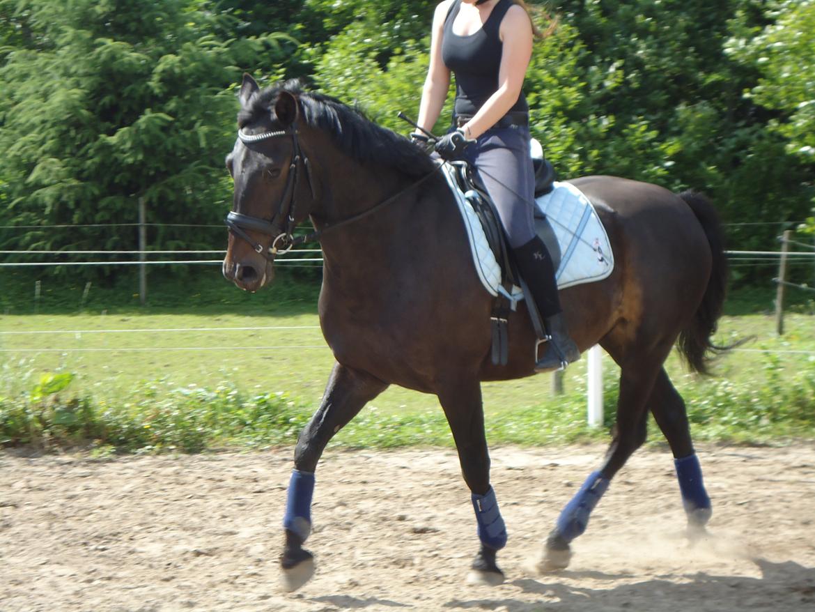 Oldenborg La&#180;vett - Katrine rider ham:D billede 4