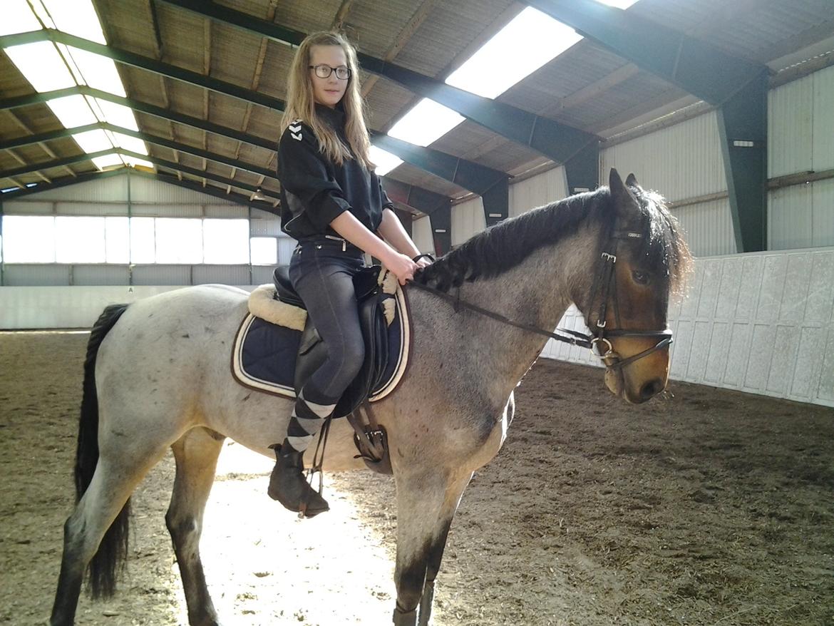 Welsh Cob (sec D) Låddenhøjs Claisson * stjerneponyen Bas * billede 13