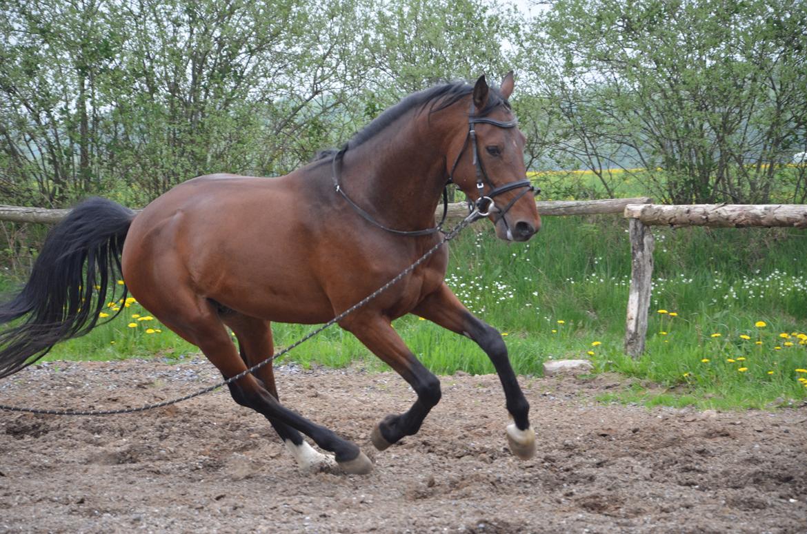 Oldenborg Overmoselunds Coral billede 12