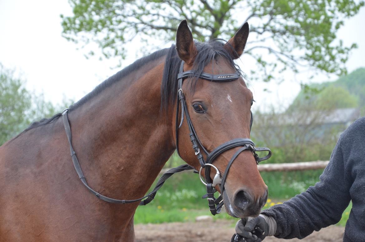 Oldenborg Overmoselunds Coral billede 13