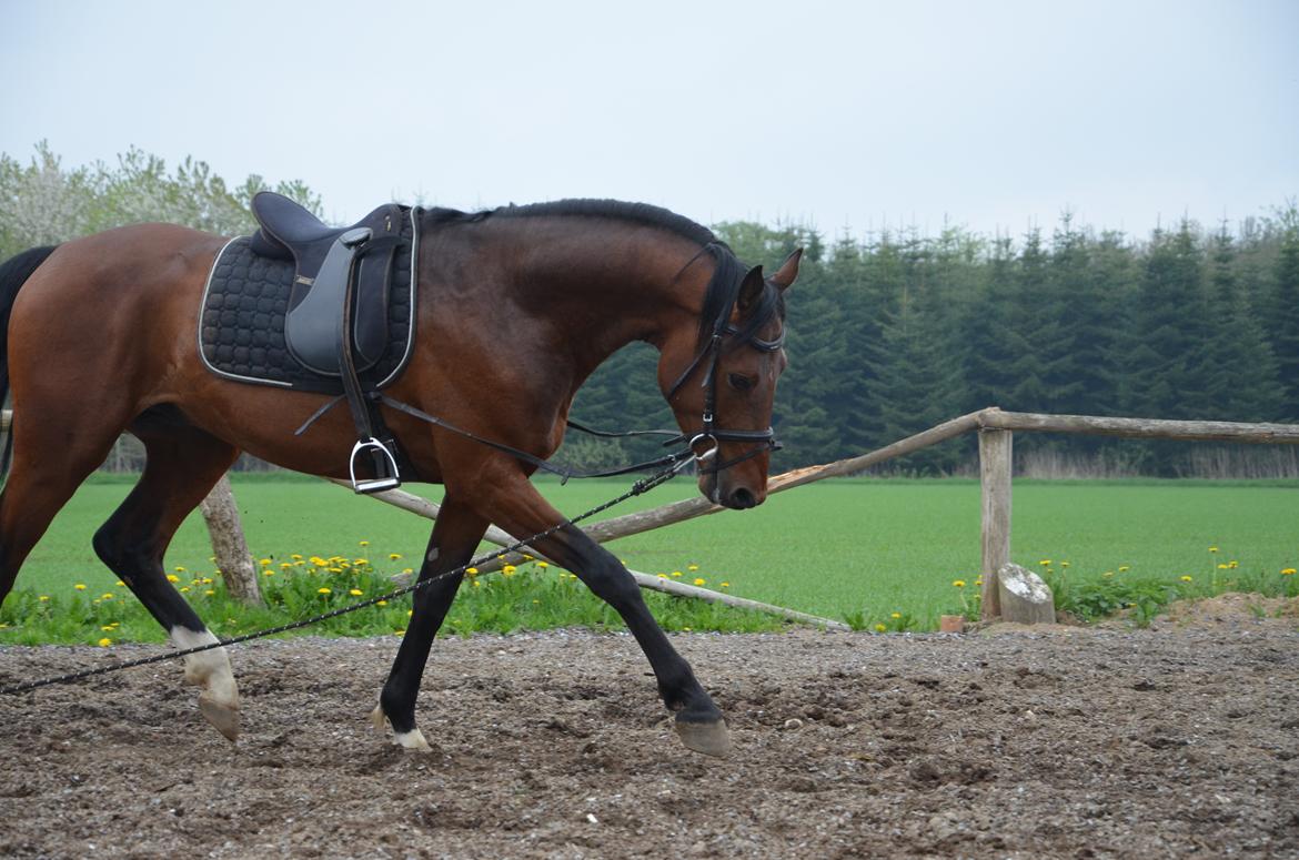 Oldenborg Overmoselunds Coral billede 14