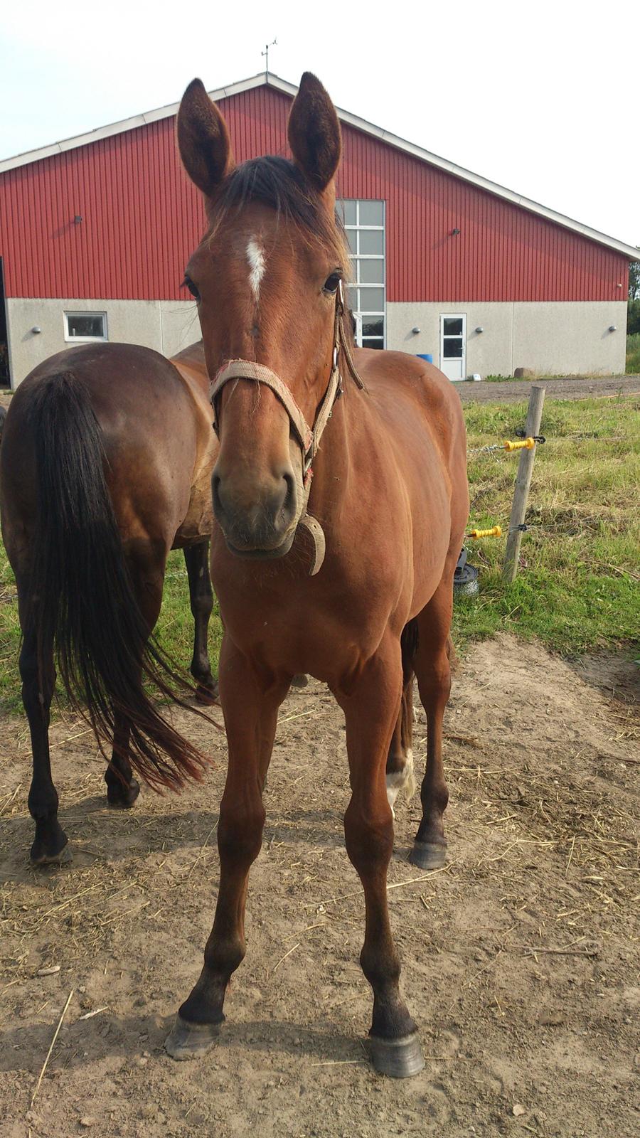 Anden særlig race Sofus - 1år og 1mdr.  billede 12