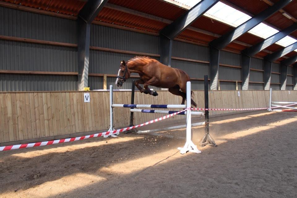 Hannoveraner Con Coy billede 20