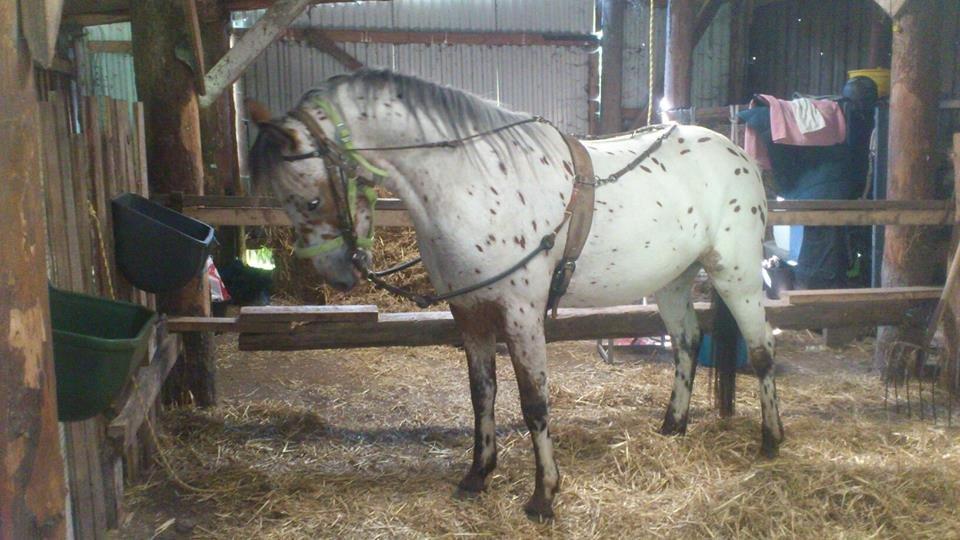 Knabstrupper arion billede 5