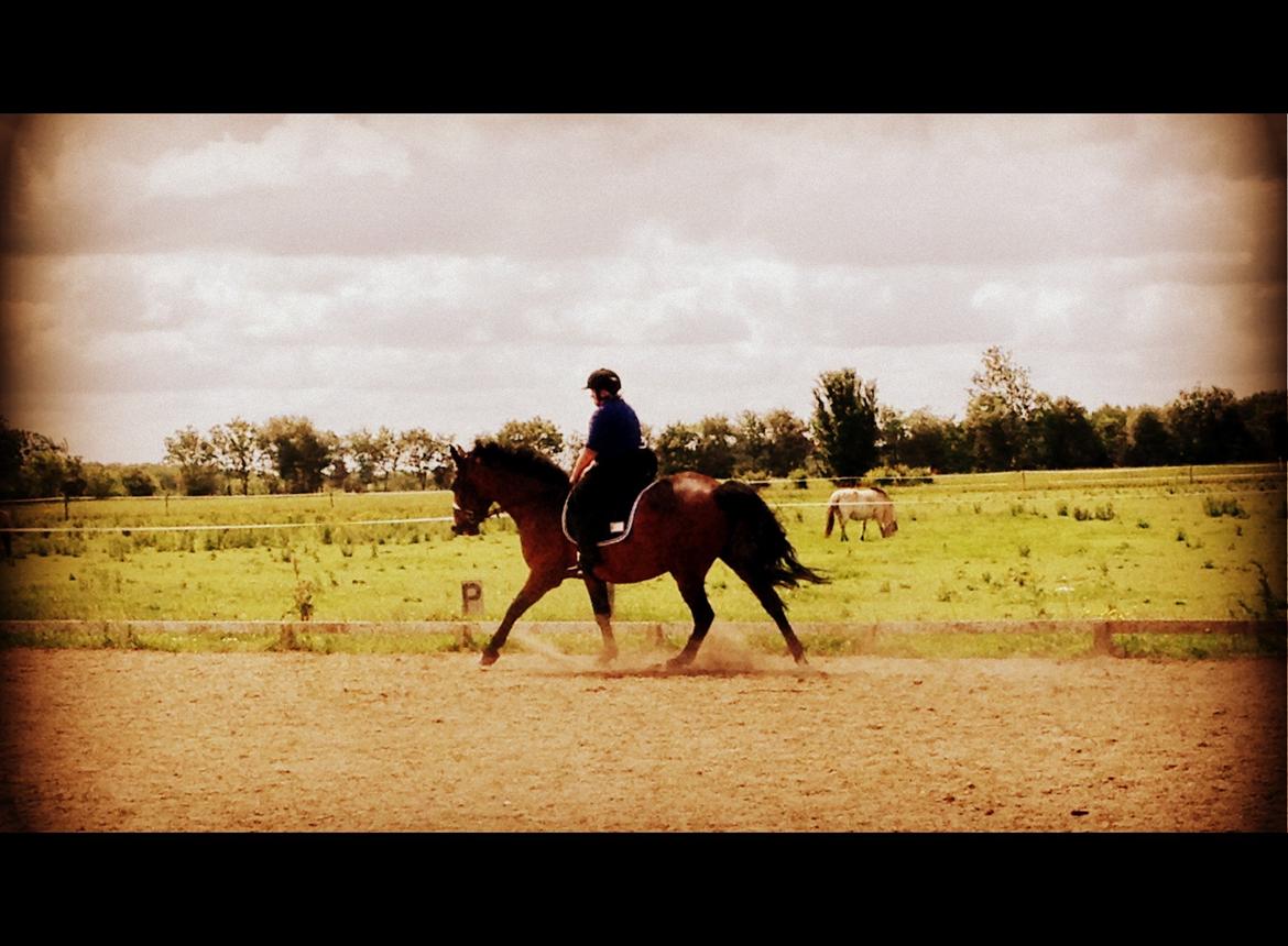 Anden særlig race Sibiriens Chestar - Vores første galop på dressurbane - Juli 2013 billede 27