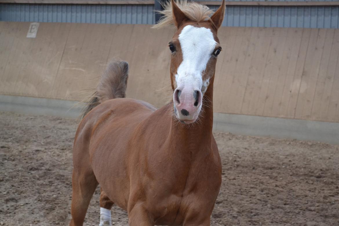 Anden særlig race Miss lucy - Så smuk! <3 billede 8