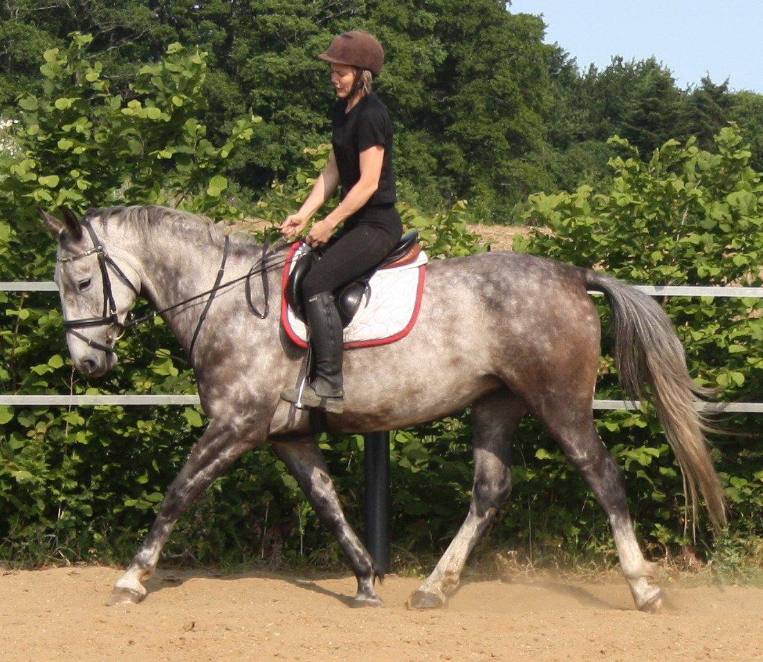 Anden særlig race Cara - SOLGT billede 2
