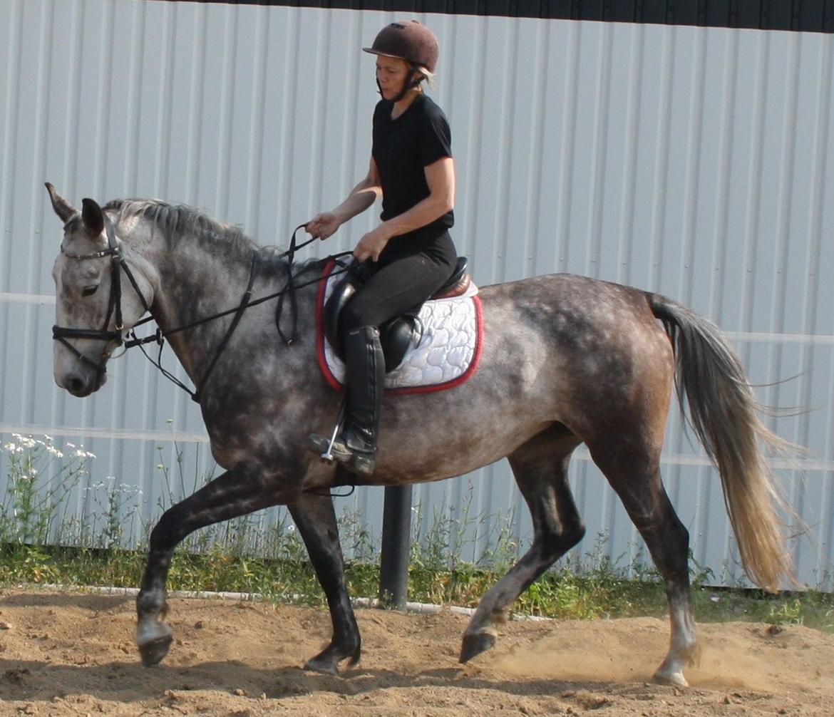 Anden særlig race Cara - SOLGT billede 20