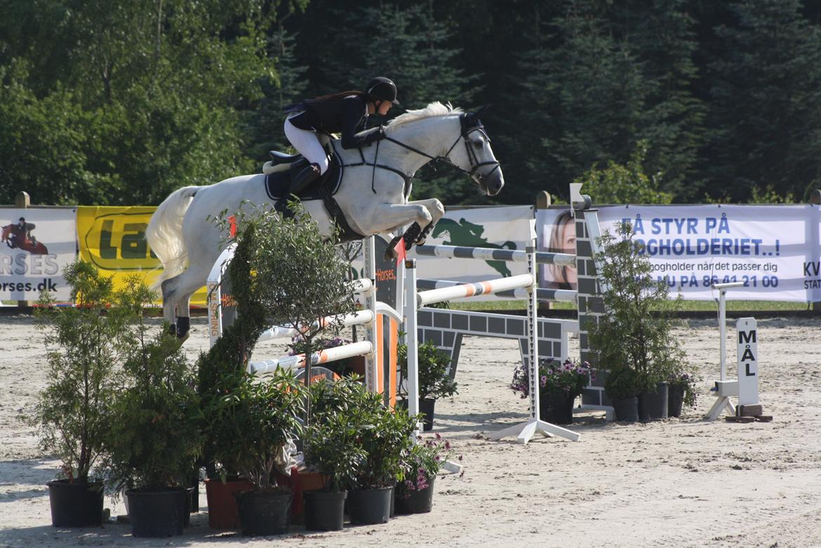 Dansk Varmblod NICE FELLOW - Bækgaarden Horse Festival 2013, MA* 135 cm - large tour billede 1