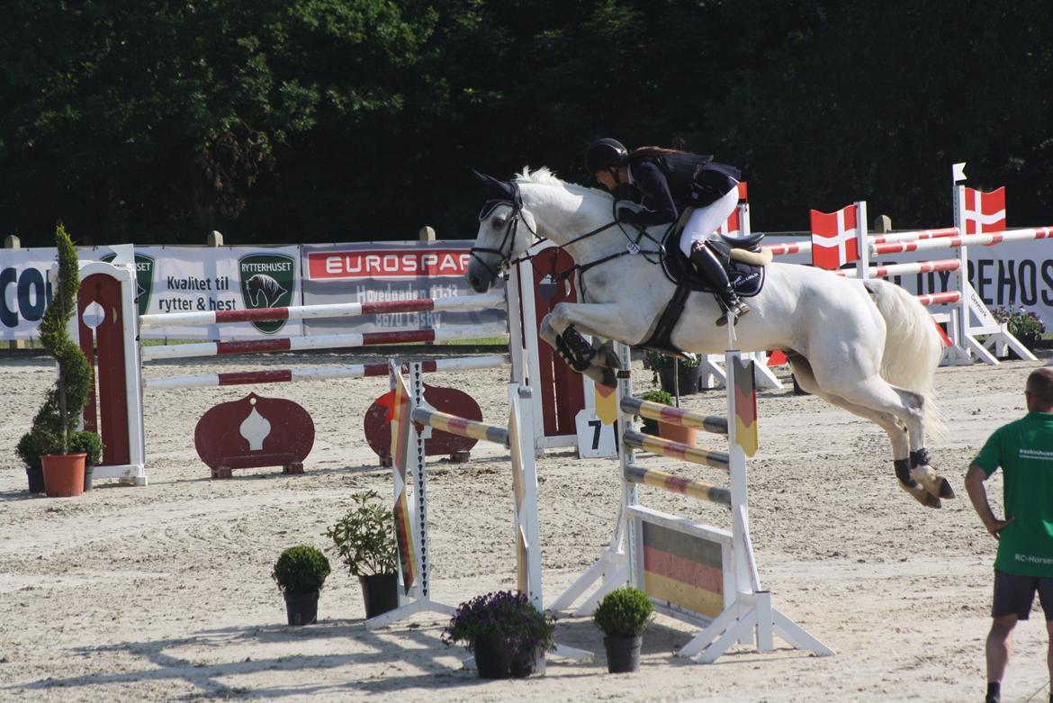 Dansk Varmblod NICE FELLOW - Bækgaarden Horse Festival 2013, MA* 135 cm billede 9