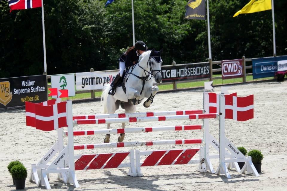Dansk Varmblod NICE FELLOW - Bækgaarden Horse Festival 2013, MB** 130 cm billede 19