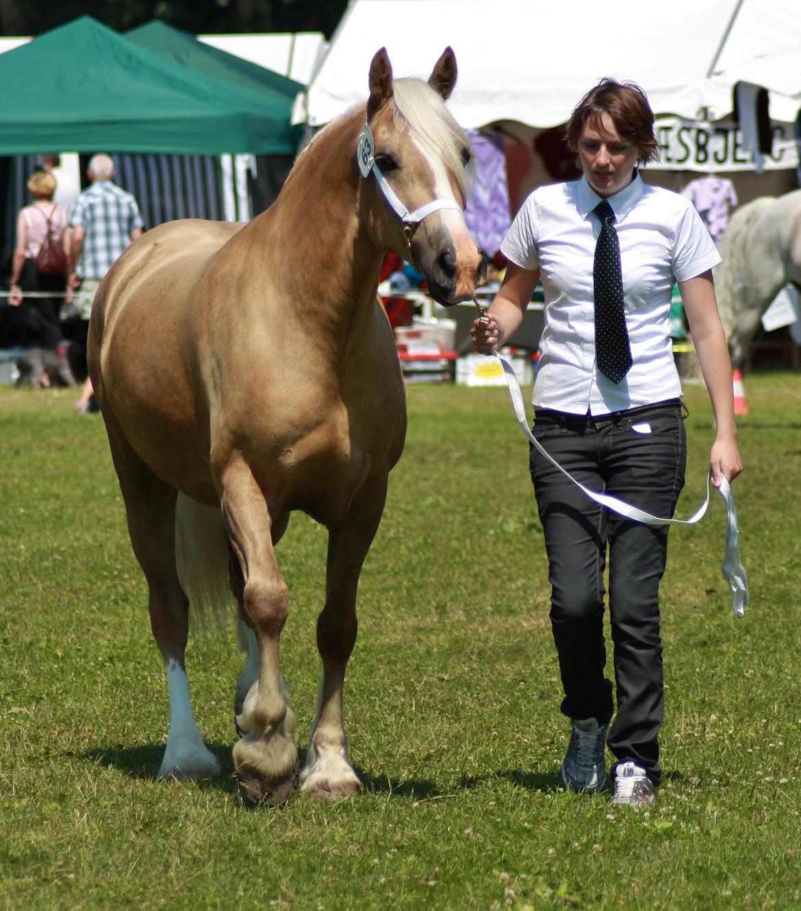 Welsh Cob (sec D) Rosalinde - Rosa til Gørlev skue =) 2013 billede 19