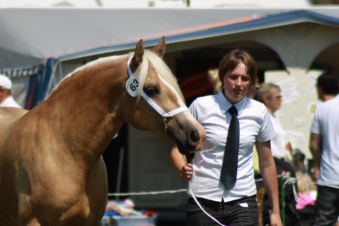 Welsh Cob (sec D) Rosalinde - Rosa til gørlev skue  2013 billede 20