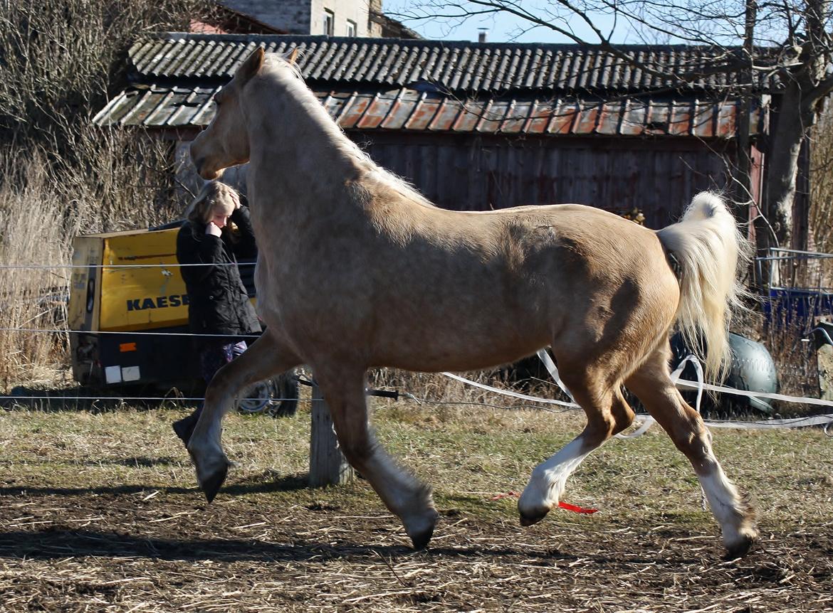 Welsh Cob (sec D) Rosalinde - Rosa viser sig frem den 3 marts 2013 billede 21