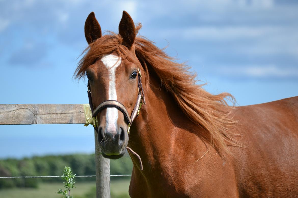 Anden særlig race Halo billede 1
