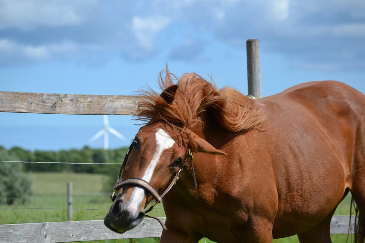 Anden særlig race Halo billede 8
