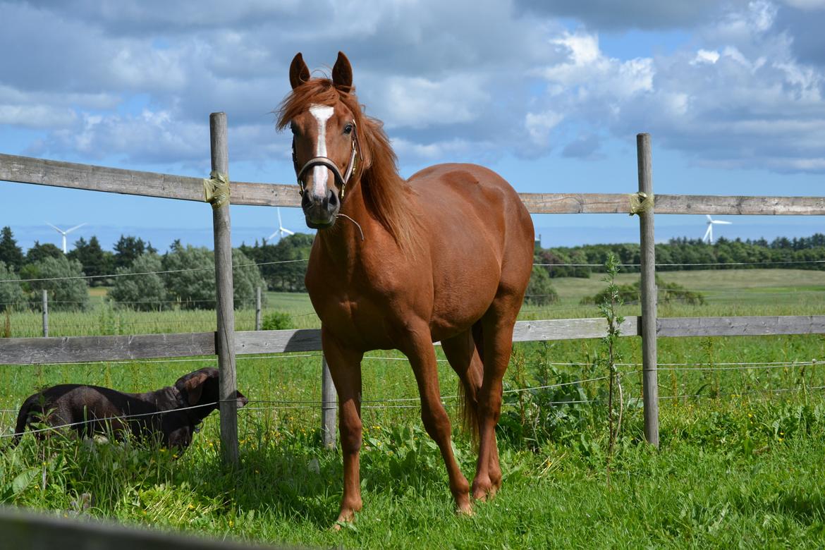 Anden særlig race Halo billede 9