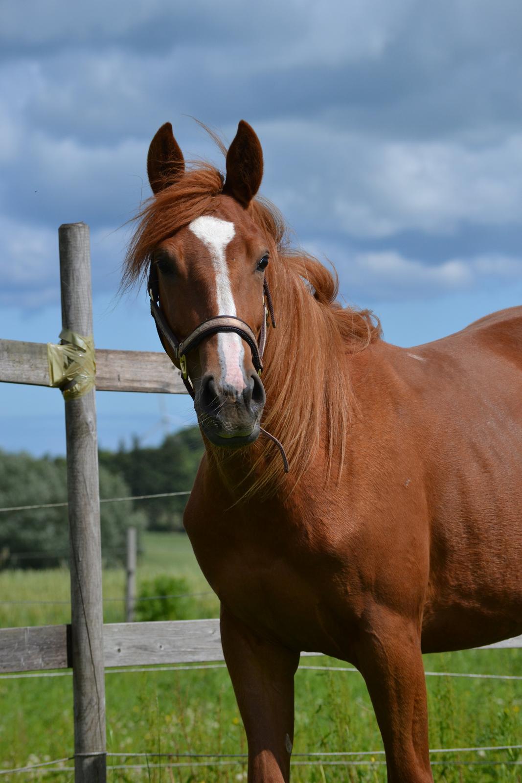 Anden særlig race Halo billede 10