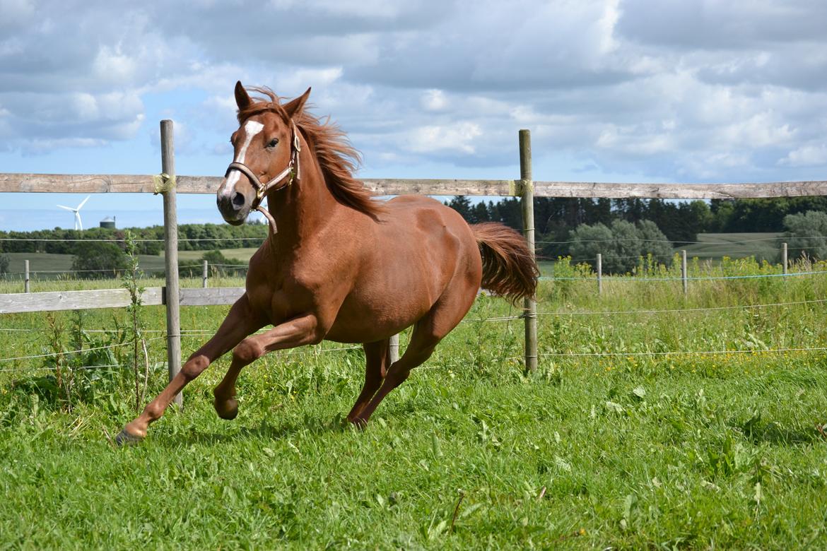 Anden særlig race Halo billede 4