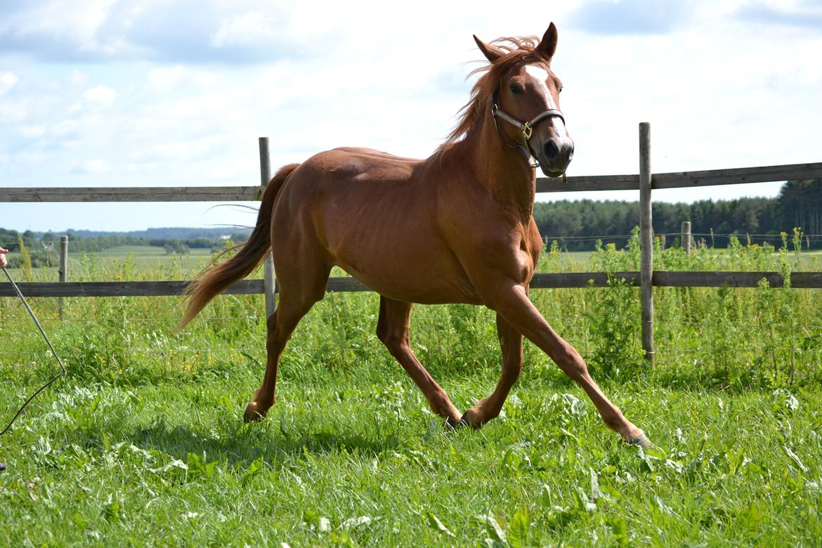 Anden særlig race Halo billede 5