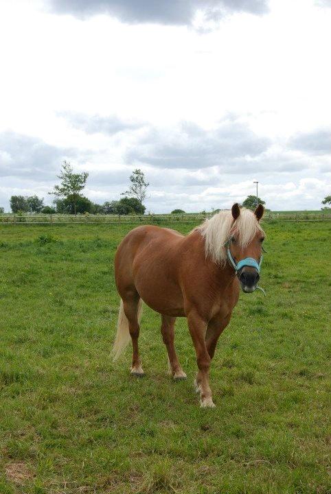 Haflinger Monday Vanja R.I.P billede 12