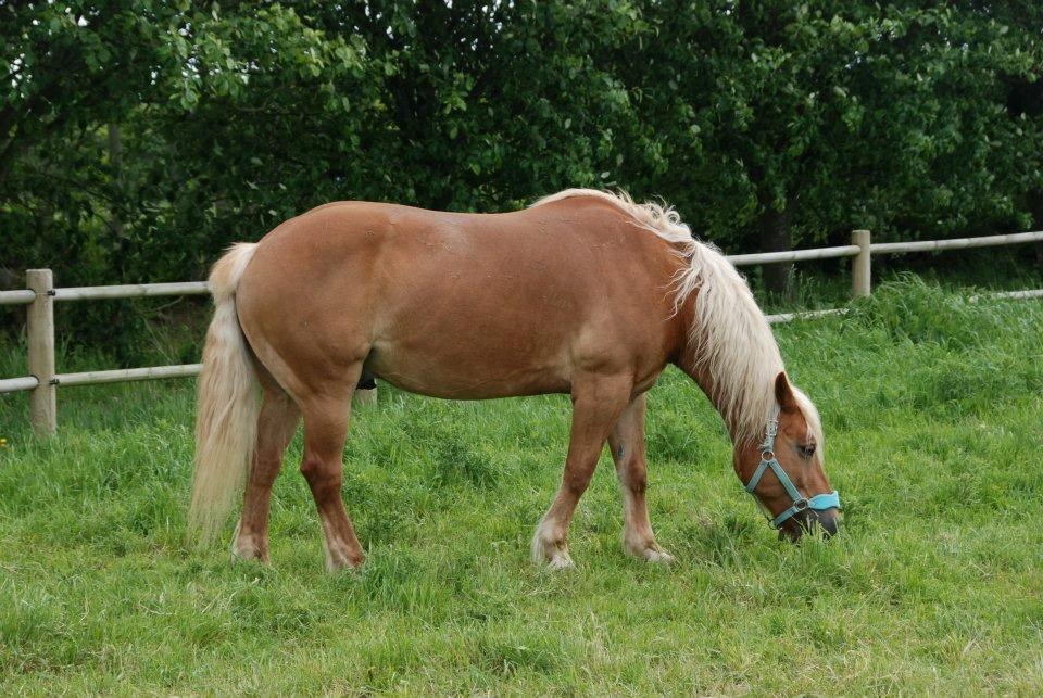 Haflinger Monday Vanja R.I.P billede 13