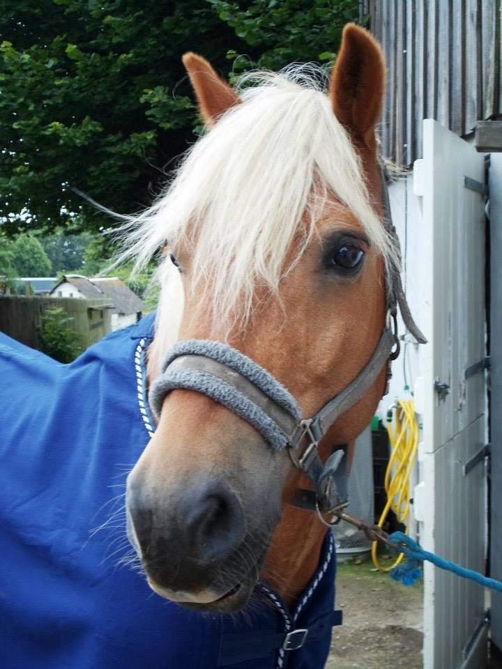 Haflinger Monday Vanja R.I.P billede 17