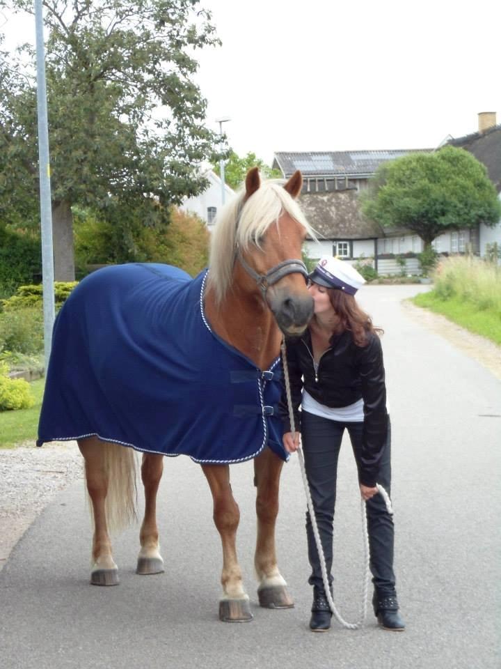 Haflinger Monday Vanja R.I.P billede 18