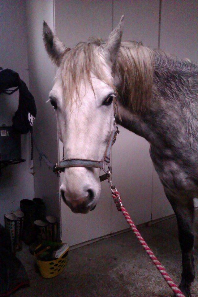 Connemara Blue Rossi (tid. part) billede 7