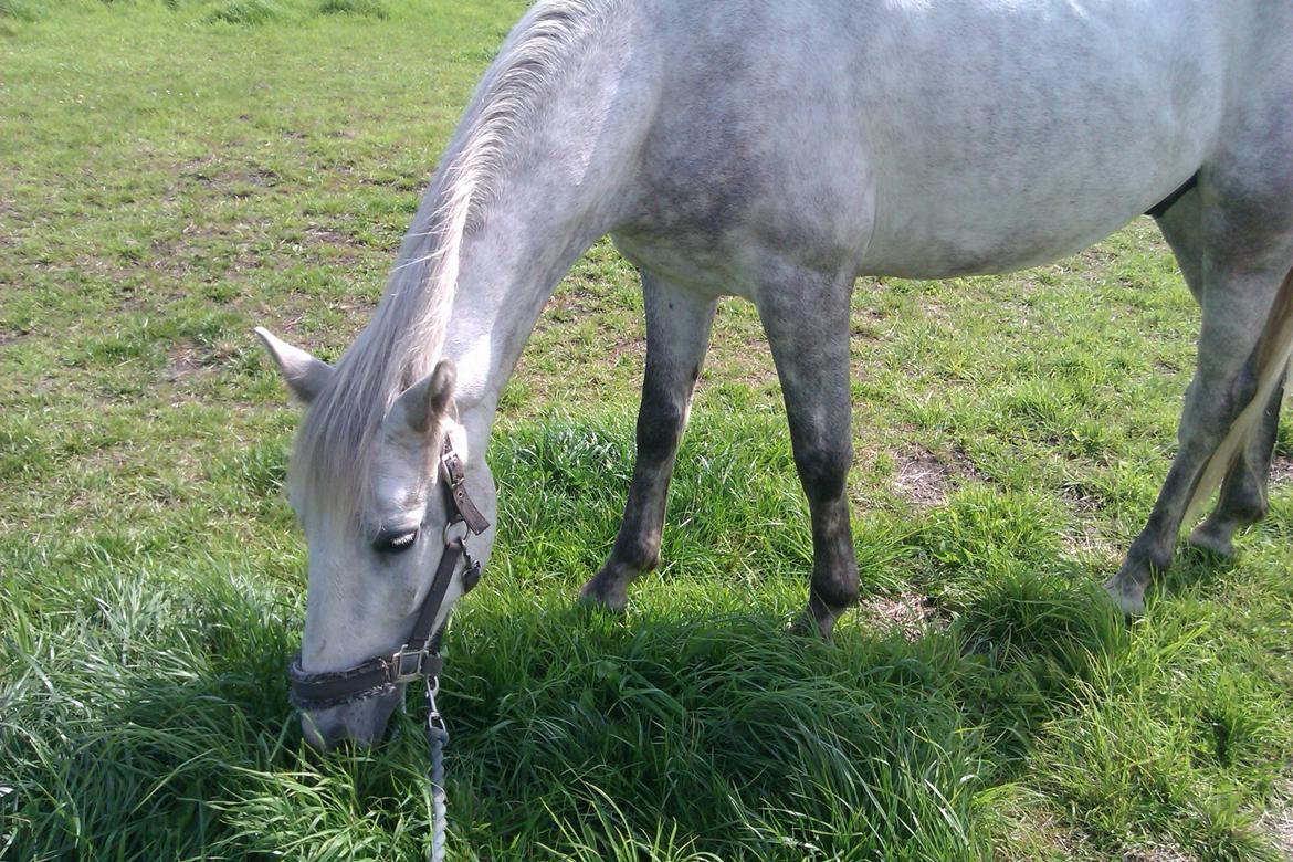 Connemara Blue Rossi (tid. part) billede 9