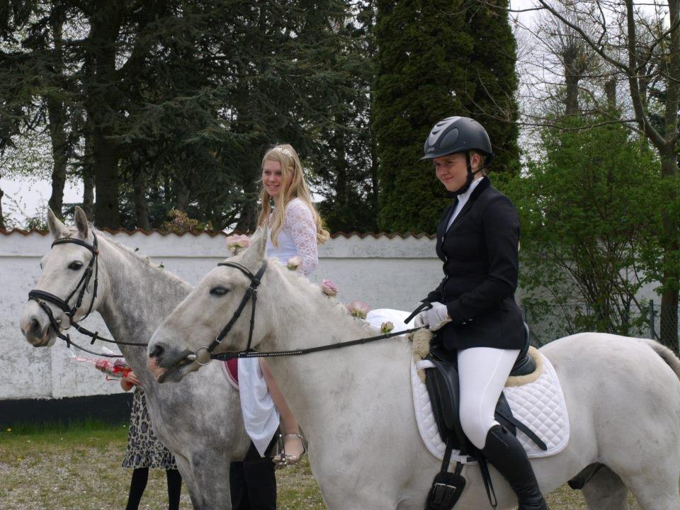 Connemara Blue Rossi (tid. part) billede 5