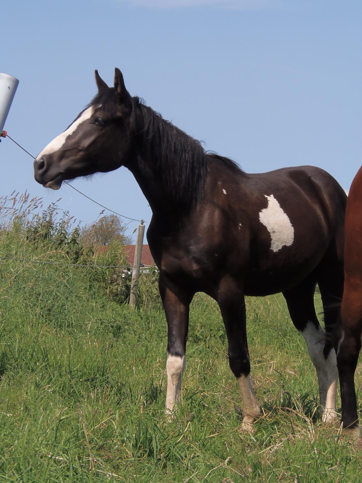 Anden særlig race HM's Bentley Oscar Vad billede 2