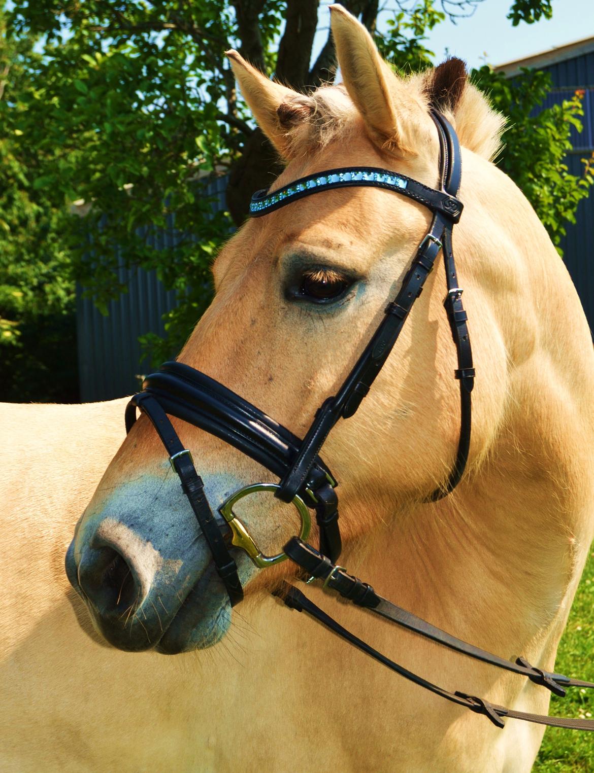 Fjordhest Samsingsgårds Champ billede 14