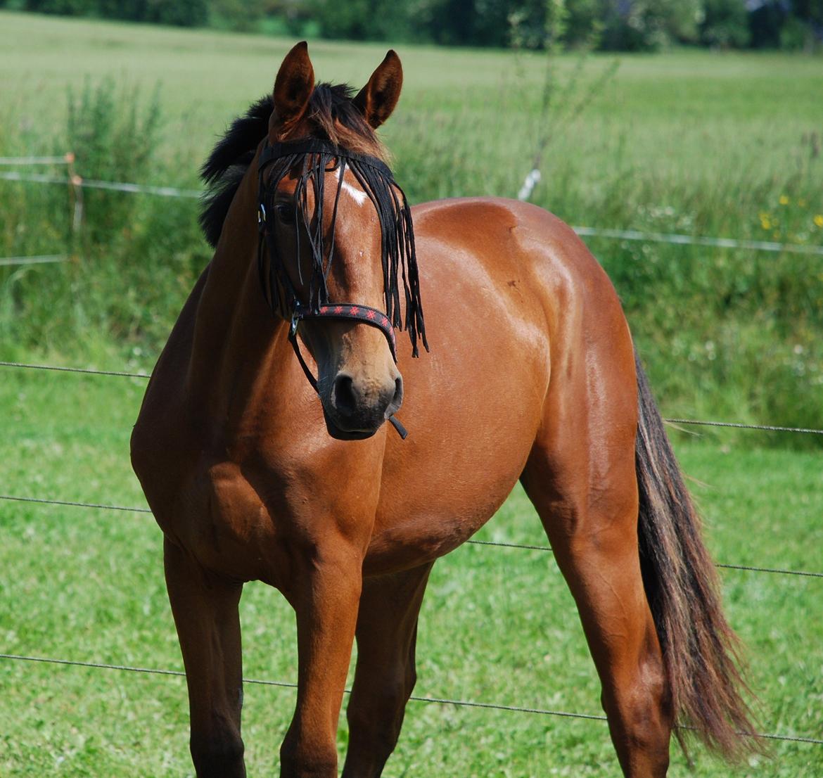 Oldenborg sønendervangs Dineco - d. 8 juli 2013 billede 10